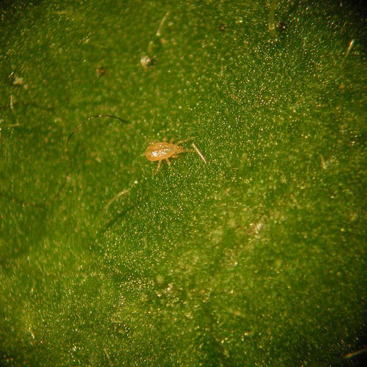 Amblyseius_a71e4b56-9332-4e5c-957c-abf63dae3e73.jpg