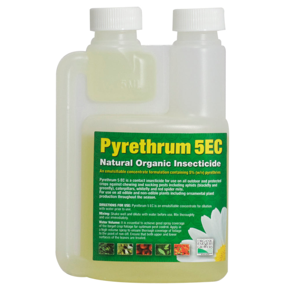 Pyrethrum.jpg