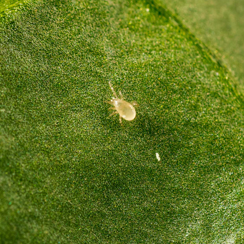 Spider Mite:Broad Mite Predators (Amblyseius Andersoni).jpg