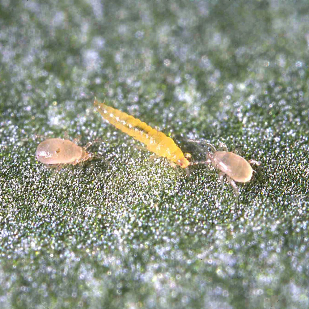 Thrips:Whitefly Predators (Amblyseius Swirskii).jpg