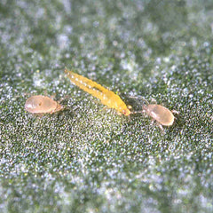 Thrips:Whitefly Predators (Amblyseius Swirskii).jpg